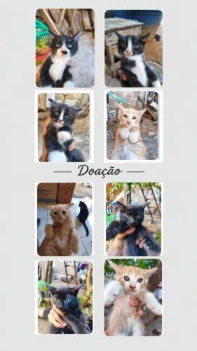Gatinhos filhotes
