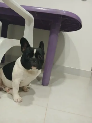 Procuro namorada para o Oreo bulldog frances