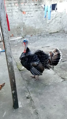 Peru e galinhas