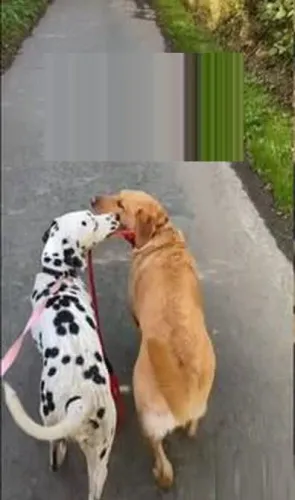 dalmata x labrador