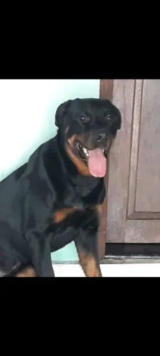 Vendo lindo filhote de rotwler