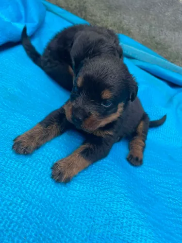 Vendo filhotes de rottweiler fêmea
