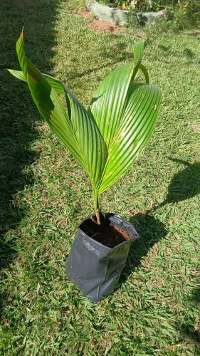 Coqueiros