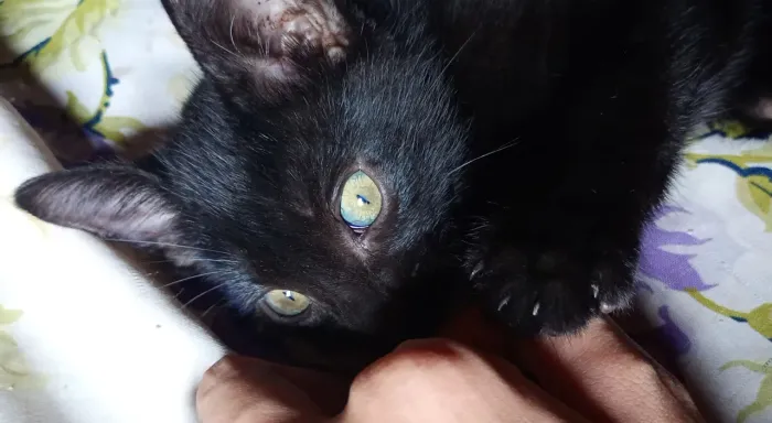 Doação de filhotes gatinho