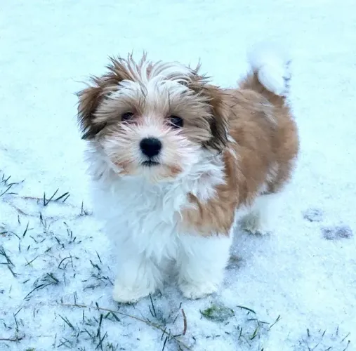 Lhasa Apso femea Pequenos Peludos Prontos para Encantar