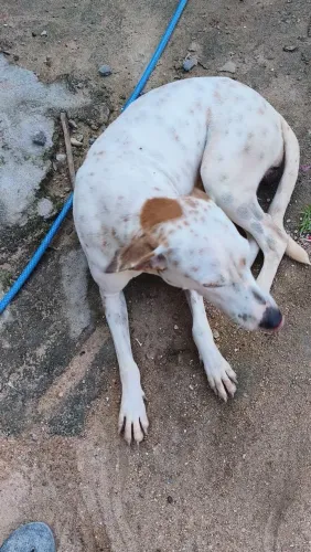 Doa-se cachorrra