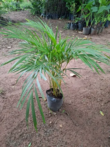 Palmeira areca bambu
