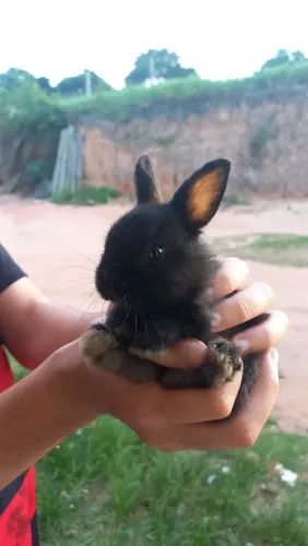 Coelhos