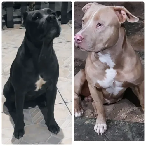 Venda de animais domésticos 