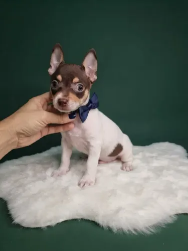 Pinscher Menino Lindo de Olhar Doce
