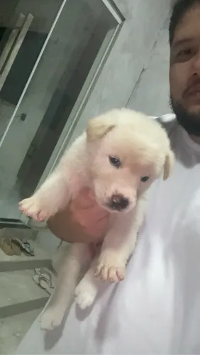 VENDO AKITA INU