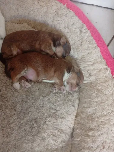 Vendo mistura de yorkshire com Shitzu lindos filhotes saudáveis bem pequeno o pai yoe micr