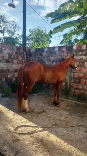 Égua de vaquejada 