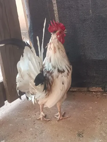 Galo