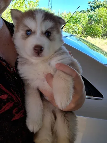 Husky siberiano macho e fêmea