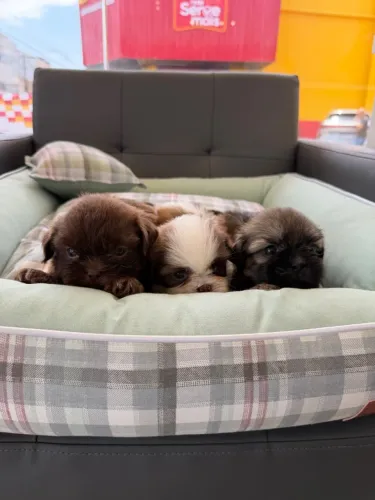 Filhote Shihtzu macho