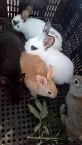 Coelhos nova Zelândia