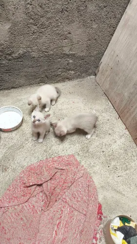 Doação de gatos 2 fêmeas e um macho