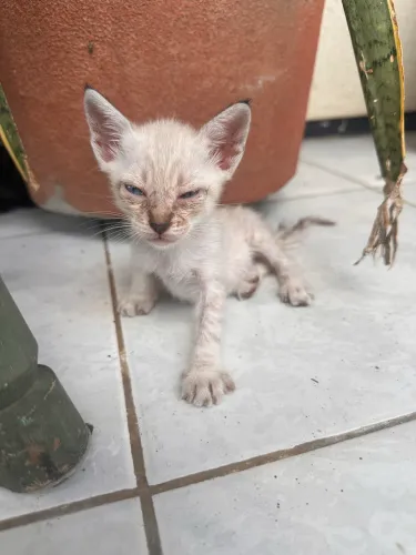 Gatinha