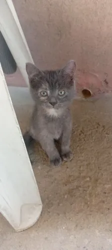 Doação de gatos 
