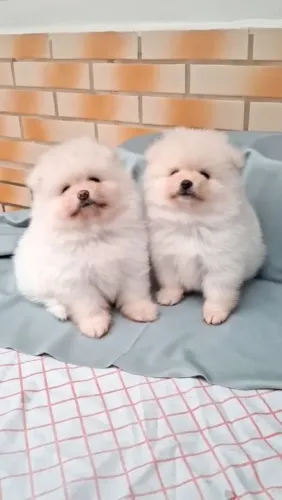 Filhotes de lulu