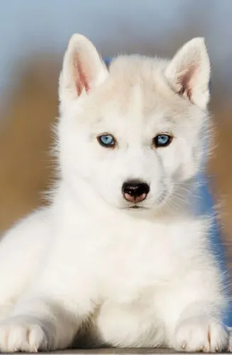 Husky Siberiano - Alegria Que Vem Junto 