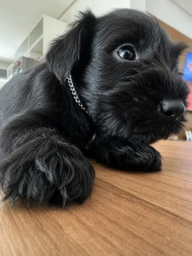 SCHNAUZER COM PEDIGREE