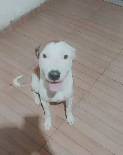 DOAÇÃO DE CÃO RAÇA MISTURADA
