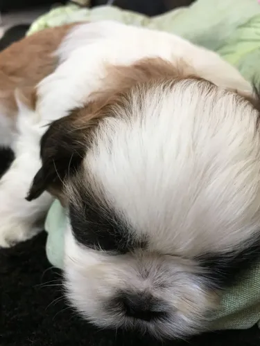 Shih Tzu Mini perfeito