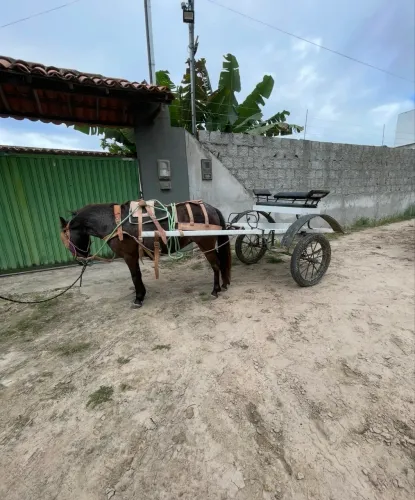 Charrete para pônei 