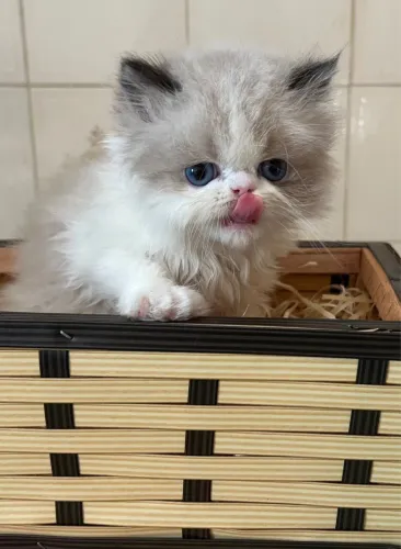 Gatos entregamos , com total cuidados