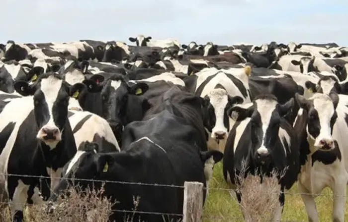 Novilhas e Vaca girolando 3/4 e 7/8 HPB  - Leite de alta qualidade