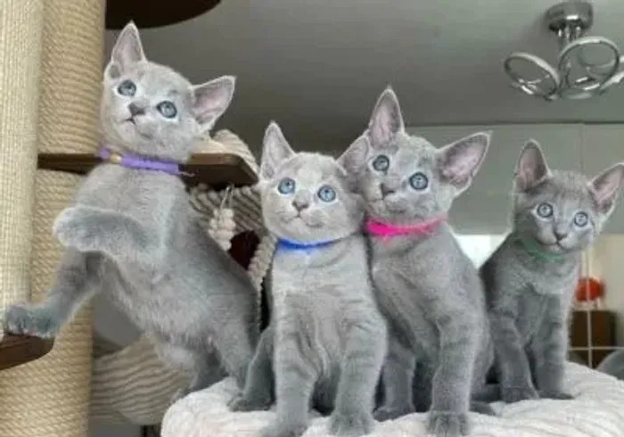 A Elegância do Russian Blue