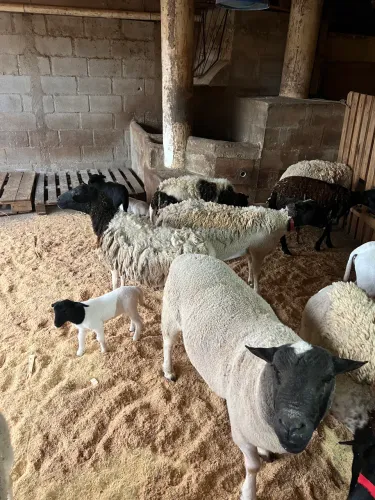 Vende-Carneiro para abater e para criação 