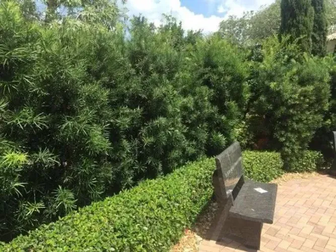 cerca viva podocarpus tamanho 1,5 mt 