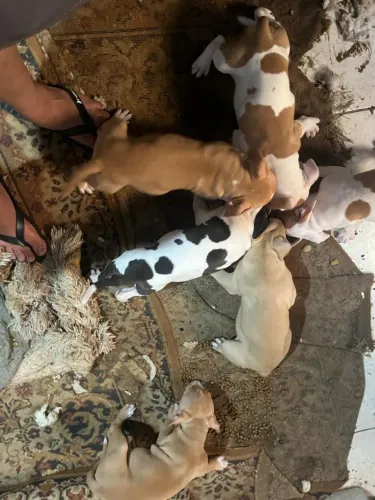 Filhotes de pitbull 