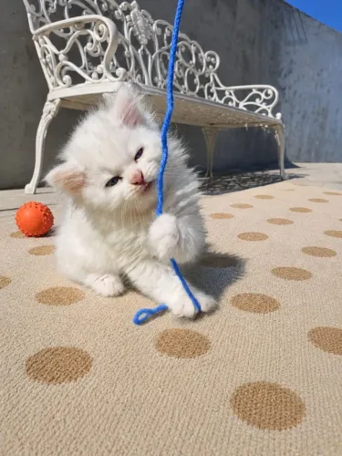 Angora turco