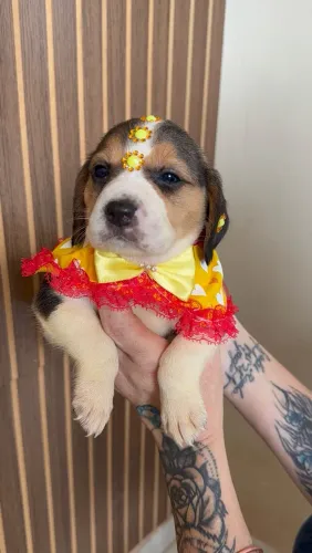 Beagles filhotes pronta entrega