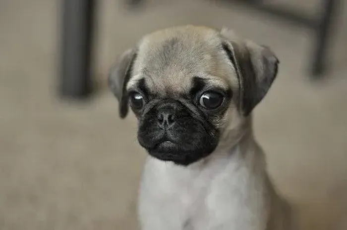 Pug que chama atenção por onde passa