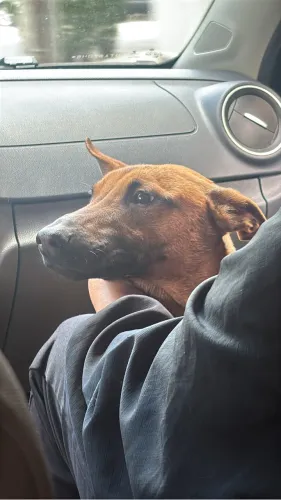 Doação Pastor Belga Malinois