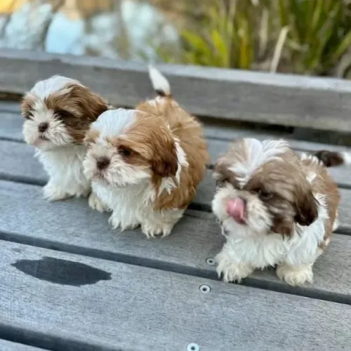 Filhotes branco e dourado - Shih tzu 