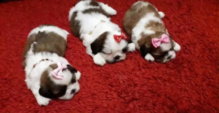Lindas filhotes de shih tzu 