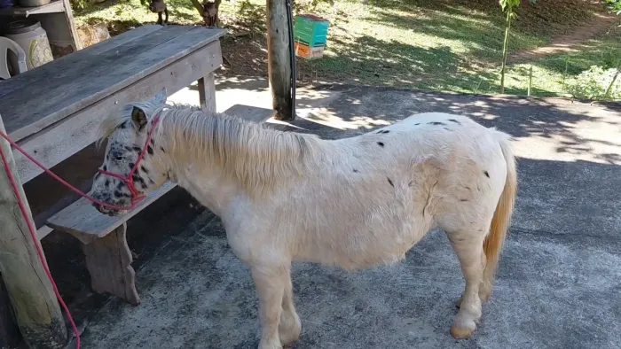 Pônei mini horse