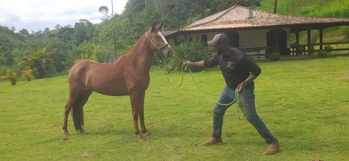 Egua jovem de pista, registrada 5 anos 30 parcelas de RS 700,00 no carnê
