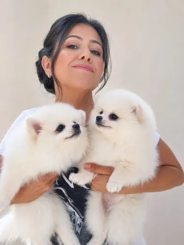 Spitz Alemão Anão o seu presente de dia dos namorados!