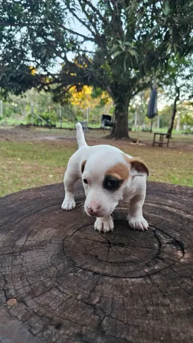 Filhote Jack Russell