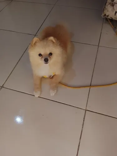 Spitz Alemão Anão a procura de namorada 