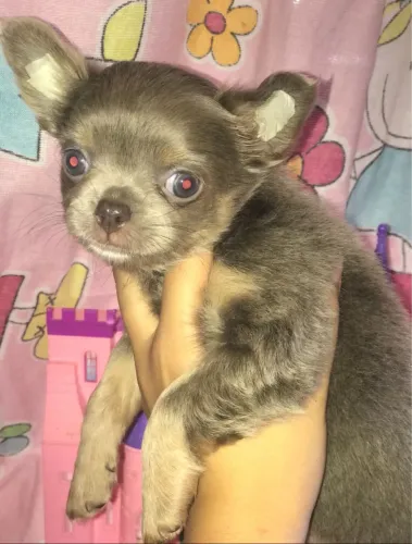 Chihuahua- Raça carinhosa, obediente e super educada.Macho Lilac/Cinza