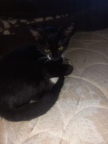 Gatos para doação 
