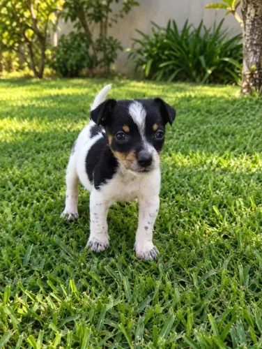 Pinscher Fêmea